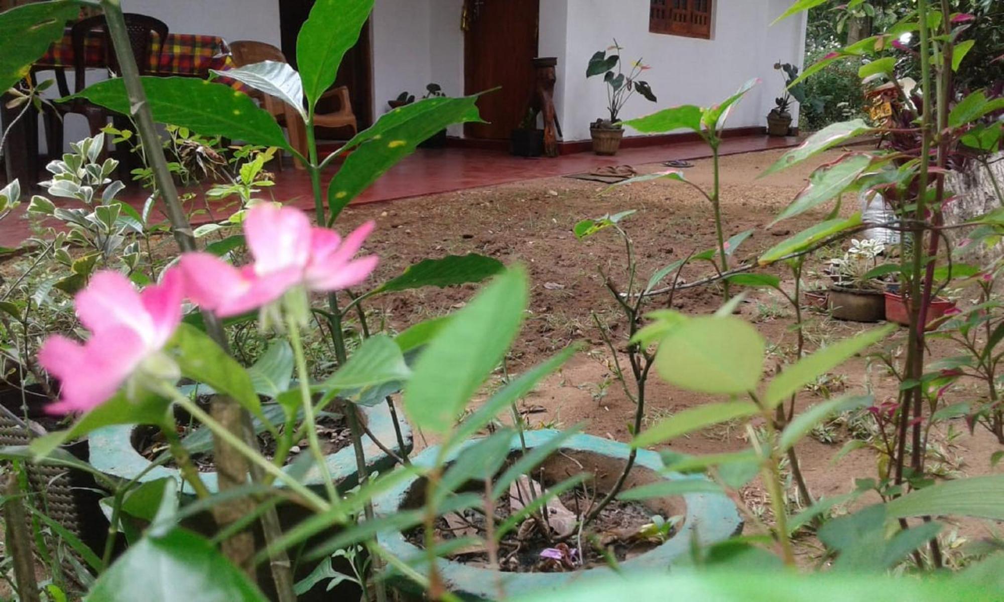 Winstar Homestay Сигирия Экстерьер фото